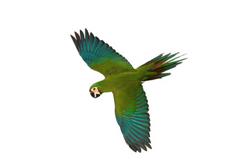 Beautiful flying Chestnut-Fronted Macaw parrot isolated on transparent background png file