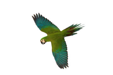 Beautiful flying Chestnut-Fronted Macaw parrot isolated on transparent background png file