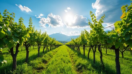 Fototapeta premium Panoramic Spring Vineyard, Lush Green Vines, Sunny Sky, and Distant Mountains