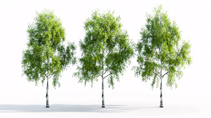 Obraz premium Ulmus and Birch Trees: 3D rendering with transparent background for digital composition and architecture visualization.