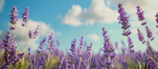 Obraz premium Lavender Field Under a Blue Sky