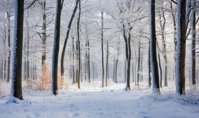 A serene winter forest scene with snow-covered trees and soft light.