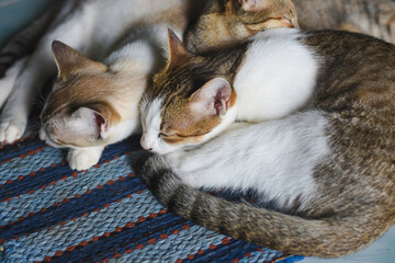 three cats lying closely together on a surface. The cats have different fur patterns and colors.