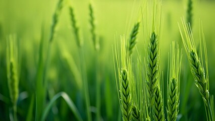 Obraz premium Lush Green Wheat Field Macro Photography, Spring Meadow Background Image - Vibrant Close-Up of Grain Stalks on Sunny Day