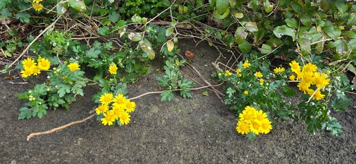 yellow flowers in the grass