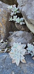 succulent on the snow