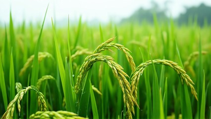 Lush Green Rice Paddy Field, Golden Grains Ready for Autumn Harvest