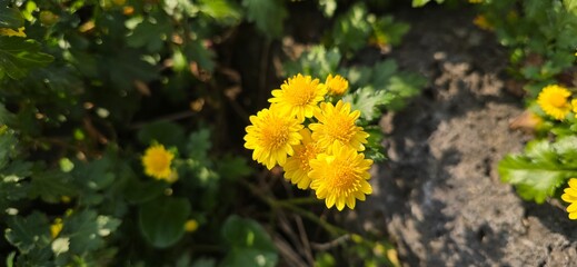 yellow flowers in the forest