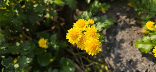 yellow flowers in the forest