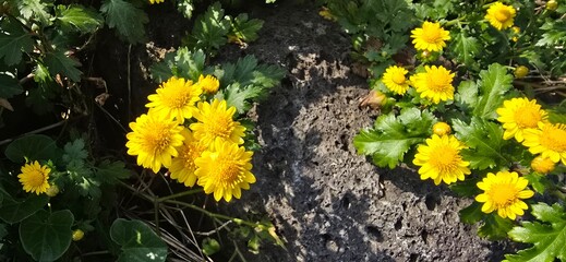 yellow flowers on the ground