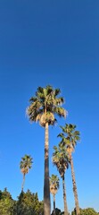 Fototapeta premium palm trees against blue sky