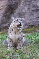 Obraz premium 座ってくつろぐ可愛い動物園のユキヒョウ