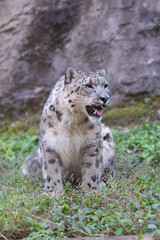 座ってくつろぐ可愛い動物園のユキヒョウ