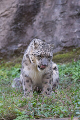 座ってくつろぐ可愛い動物園のユキヒョウ