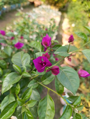 Hydrangea macrophylla ornamental shrub with purple flower head,Vibrant Pink and Purple Blossoms,Bright Pink Bougainvillea