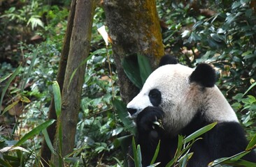 panda feeding fresh bamboo leaf on ground in forest