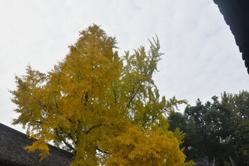 ginkgo tree with yellow leaf in temple at Chengdu travel location in China