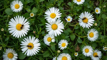 Aerial View of White Daisies and Bees in Lush Green Grass, A Stunning Nature Image
