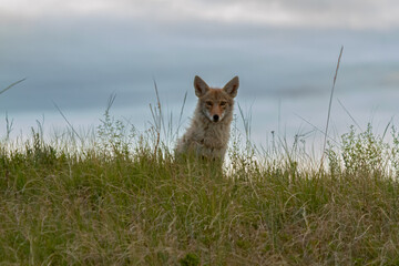 Coyote Looking over a Hill