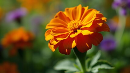 Vibrant Orange Marigold Close-up, Sunlit Petals & Soft Shadows, Blurred Green Leaves and Purple Flowers in Background