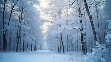 Obraz premium Stunning Winter Wonderland, Snow-Covered Forest Path, Frosty Trees, Rime-Covered Branches, Winter Nature Background