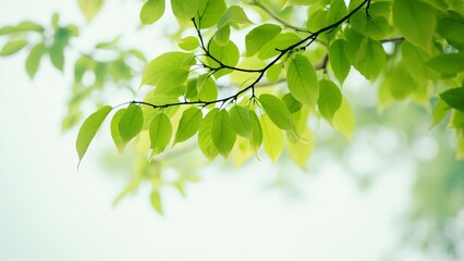 Vibrant Springtime Green Leaves, Macro Photography of Branch with Shallow Depth of Field and Bokeh Effect