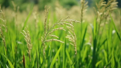 Obraz premium Stunning Close-Up of Tall Grass Meadow, Lush Green Blades, Seed Heads, and Dry Stalks Swaying Gently in Sunny Day Light