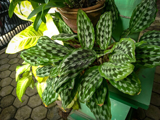 Obraz premium Calathea plant