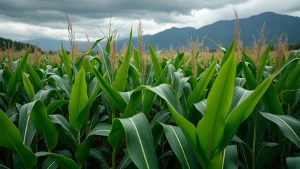 Fototapeta premium Vibrant Green Cornfield Under Dramatic Gray Clouds and Mountains, Close-Up Shot of Lush Corn Plants