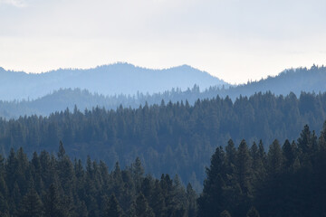 Layers of conifer forest along a mountainscape during the daytime