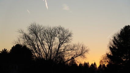 Obraz premium The forest landscape with the sunset sunlight on them in winter