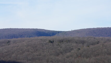 The forest landscape with the sunset sunlight on them in winter