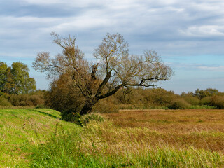 Ochsenmoor am Dümmer See bei Hüde im Naturpark Dümmer, Landkreis Diepholz, Niedersachsen, Deutschland