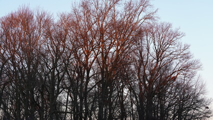 The forest landscape with the sunset sunlight on them in winter