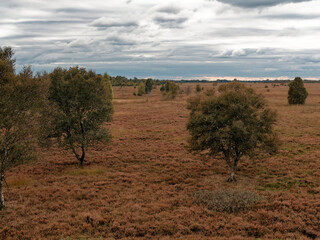Landschaft im Neustädter Moor im Naturpark Dümmer, Landkreis Diepholz, Niedersachsen, Deutschland