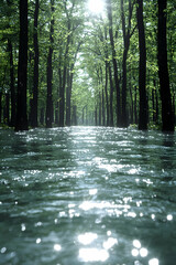 Sunlit path through flooded forest, water reflects light.
