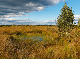 Fototapeta premium Landschaft im Oppenweher Moor im Naturpark Dümmer, Landkreis Diepholz, Niedersachsen, Deutschland