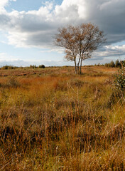 Fototapeta premium Landschaft im Oppenweher Moor im Naturpark Dümmer, Landkreis Diepholz, Niedersachsen, Deutschland