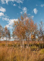 Fototapeta premium Landschaft im Oppenweher Moor im Naturpark Dümmer, Landkreis Diepholz, Niedersachsen, Deutschland