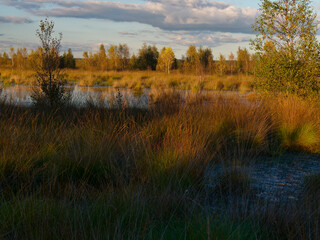 Abendstimmung im Rehdener Geestmoor bei Rehden, Naturpark Dümmer, Landkreis Diepholz, Niedersachsen, Deutschland