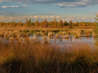 Abendstimmung im Rehdener Geestmoor bei Rehden, Naturpark Dümmer, Landkreis Diepholz, Niedersachsen, Deutschland