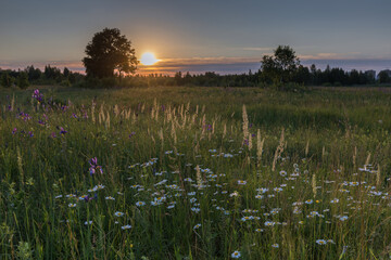 Summer field of flowers