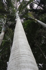 Fototapeta premium tree in the forest