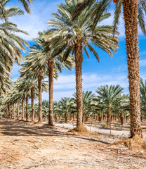 Date palm plantations with trees of different ages, sustainable agriculture industry for healthy...