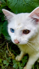 portrait of a cat with eyes color