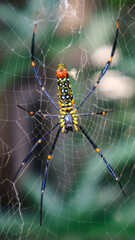 spider on web