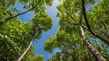 Fototapeta premium Bottom-up view green mangrove forest canopy. Natural carbon sink fight climate change. Sustainability in carbon-neutral ecosystems. Green and sustainable environment. Natural carbon capture solution.