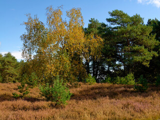 Landschaft in der  Kirchdorfer Heide bei Kirchdorf, Landkreis Diepholz, Niedersachsen, Deutschland