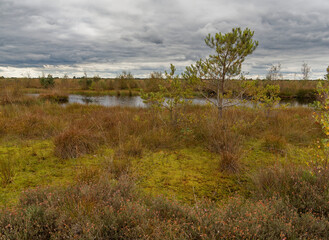 Landschaft im Neustädter Moor im Naturpark Dümmer, Landkreis Diepholz, Niedersachsen, Deutschland