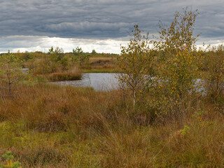 Landschaft im Neustädter Moor im Naturpark Dümmer, Landkreis Diepholz, Niedersachsen, Deutschland